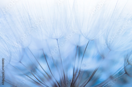 Blue abstract dandelion flower background  closeup with soft foc