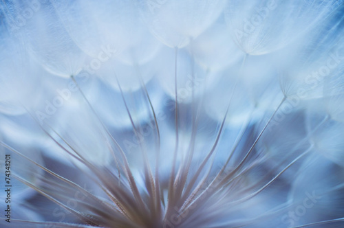 Blue abstract dandelion flower background  closeup with soft foc
