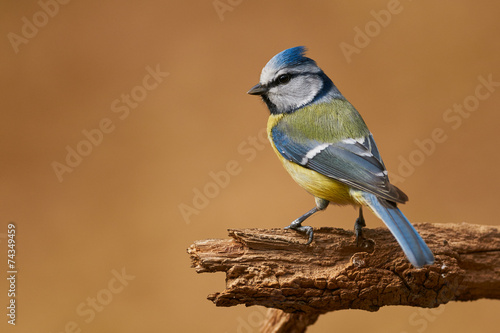 Eurasian blue tit