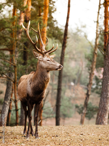 Red deer stag in autumn fall forest