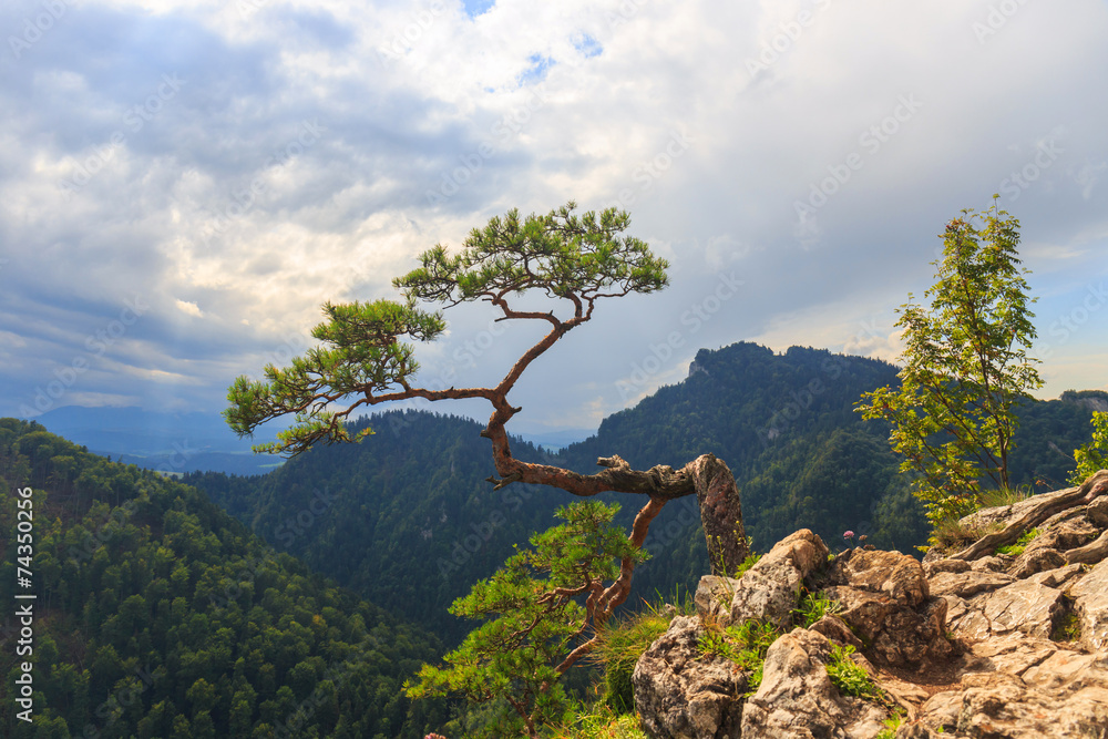 pine, most famous tree in Pieniny Mountains, Poland pine, most famous tree in Pieniny Mountains, Poland