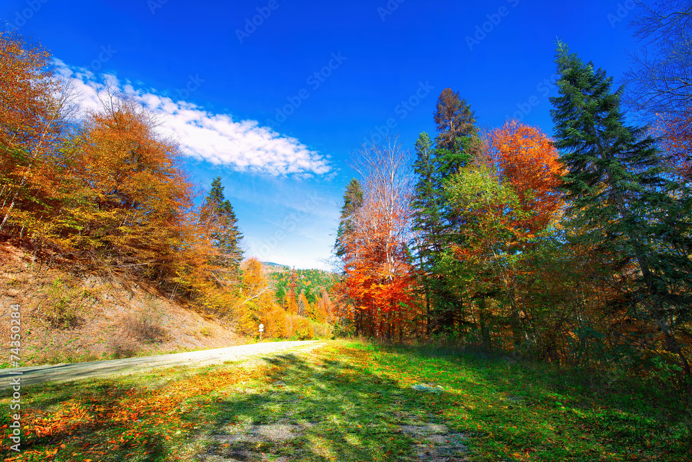 Fototapeta premium Beautiful autumn forest