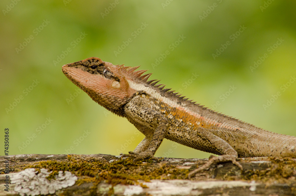 Obraz premium orangr spiny lizard