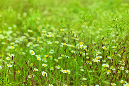 Camomile flowers on meadow