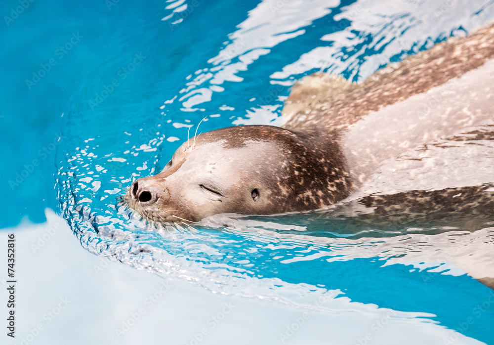 Naklejka premium Aquarium Pinnipedia Seal Swimming through Water