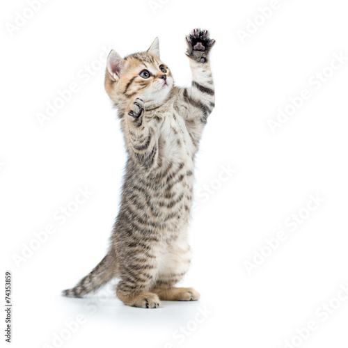 Fotografie, Tablou playful funny kitten looking up. isolated on white background