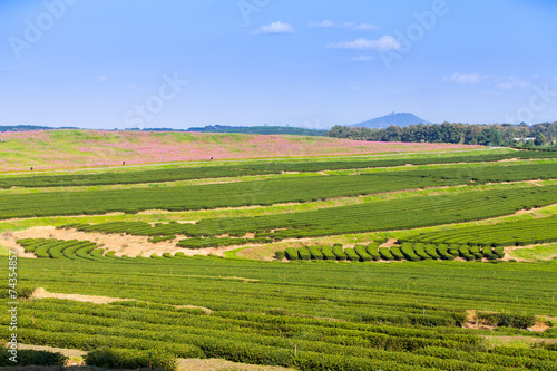 green tea plantation and cosmos flowers and blue sky background.