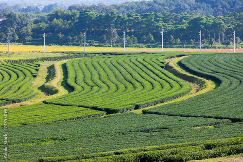 green tea plantation and cosmos flowers and blue sky background.