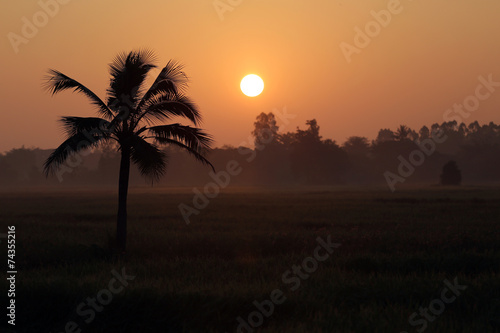 Coconut trees and paddy fields in silhouette.