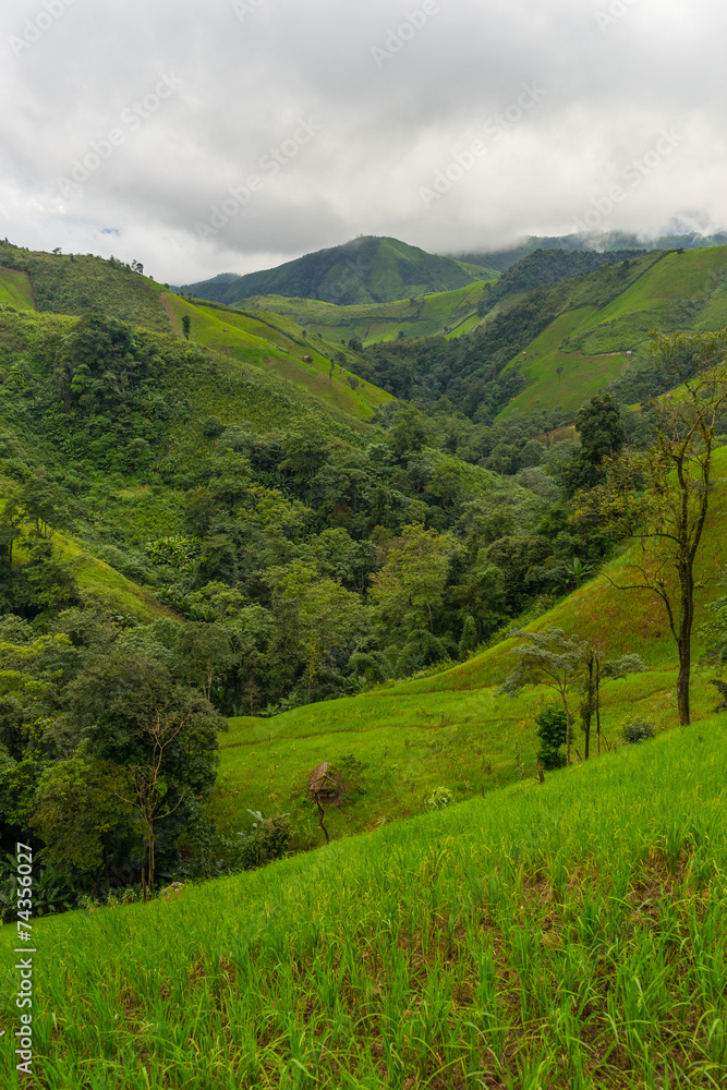 Fototapeta premium Rice field in the mountain