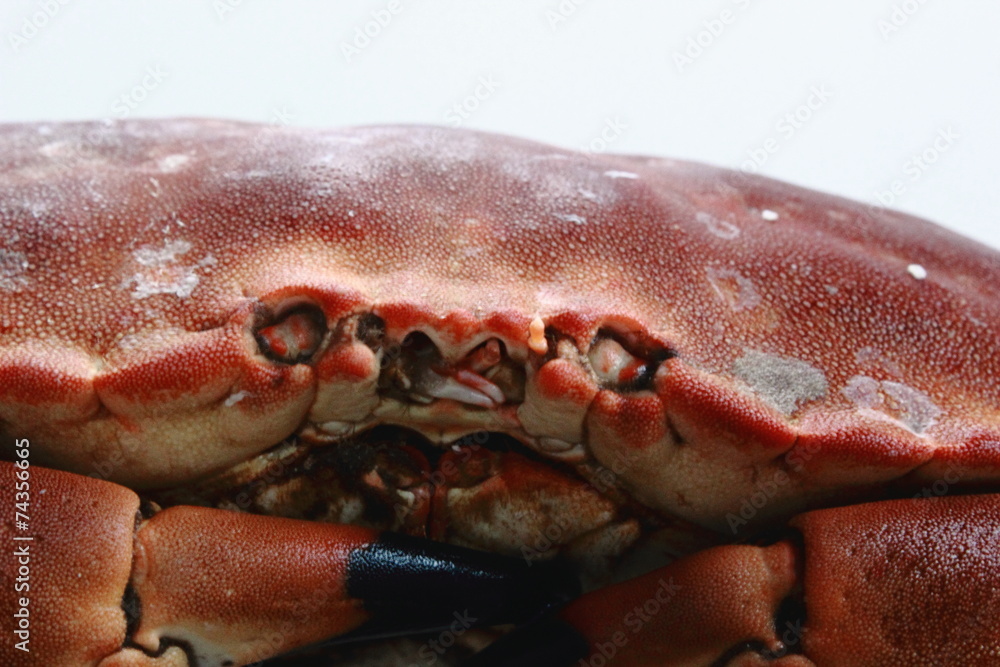 Large red brown shell sea crab with eyes and claw pincers Large red brown shell sea crab with eyes and claw pincers