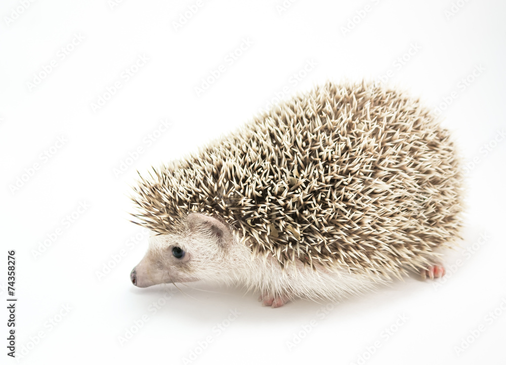 Obraz premium Hedgehog isolate on white background