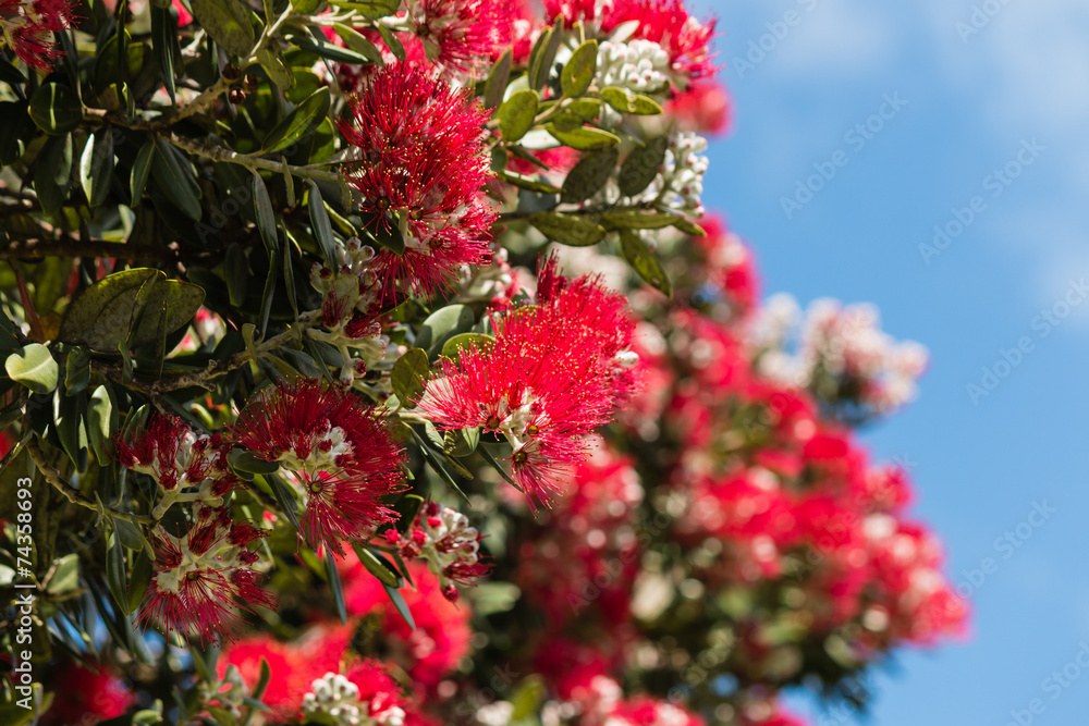 Pohutukawa tree flowers against blue sky