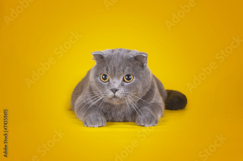 cat isolated on a yellow background © Светлана Валуйская