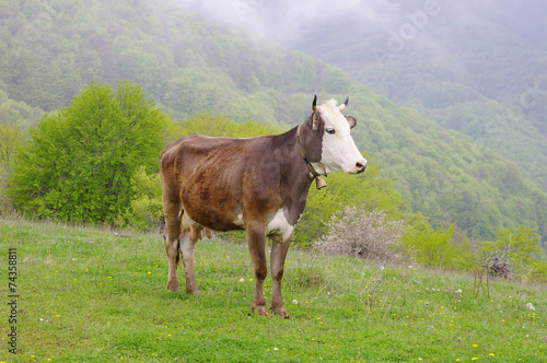 Young cow on mountain meadow