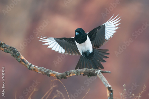 Obraz na plátně Eurasian magpie in flight