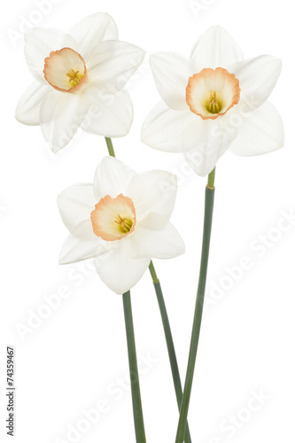 Fototapeta Naklejka Na Ścianę i Meble -  daffodil