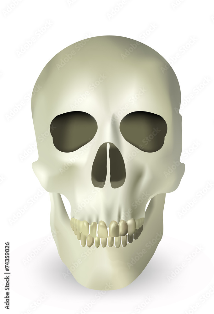 Fototapeta premium skull