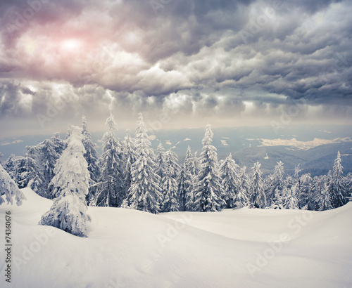 Wallpaper Mural Trees covered with hoarfrost and snow in mountains Torontodigital.ca