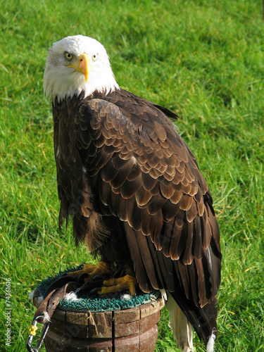 Bald eagle