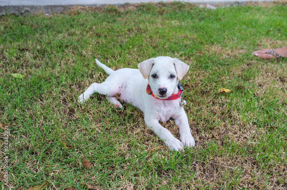 Cute Puppy Cute Puppy