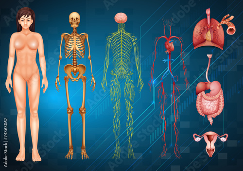 Human body systems