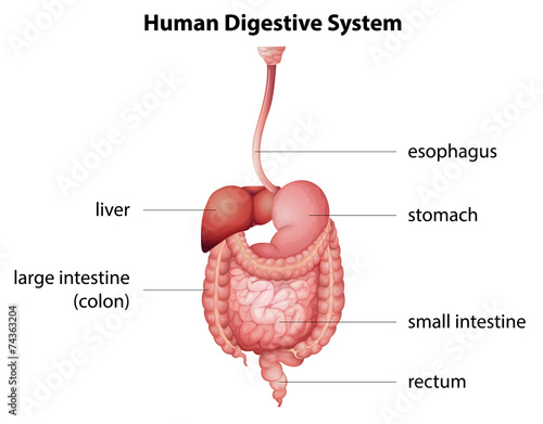 Human digestive system