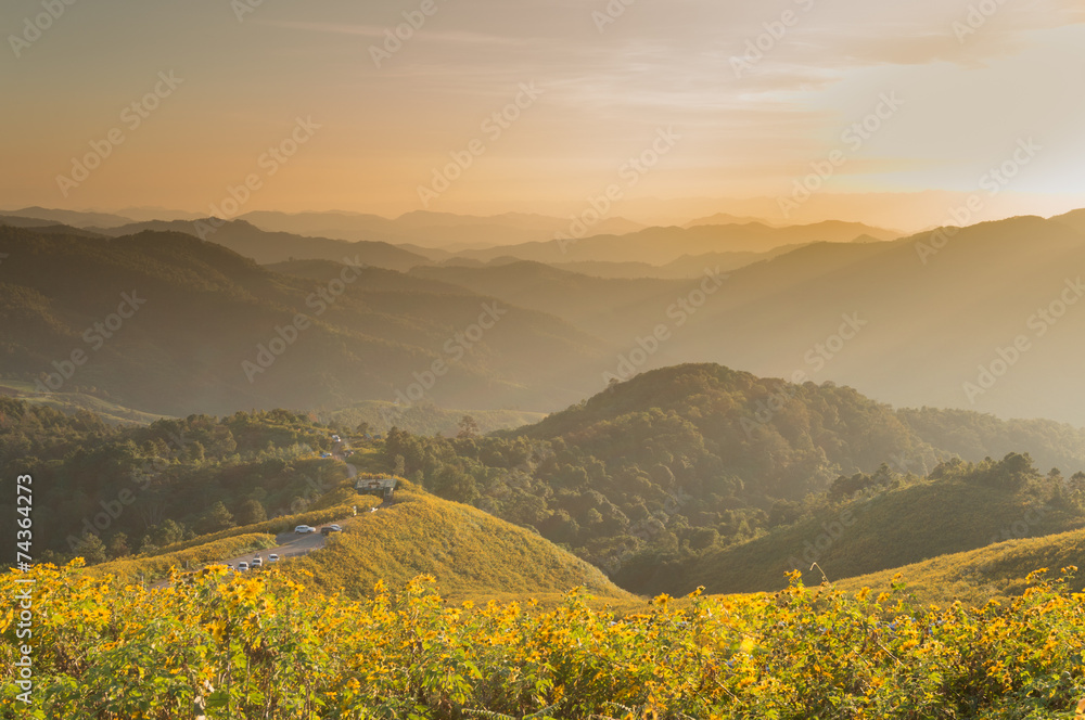 Fototapeta premium Tung Bua Tong Mexican sunflower under blue sky in Maehongson, Th