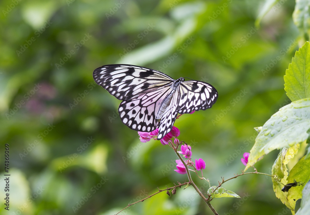 Obraz premium Бабочка Идея Левконоя