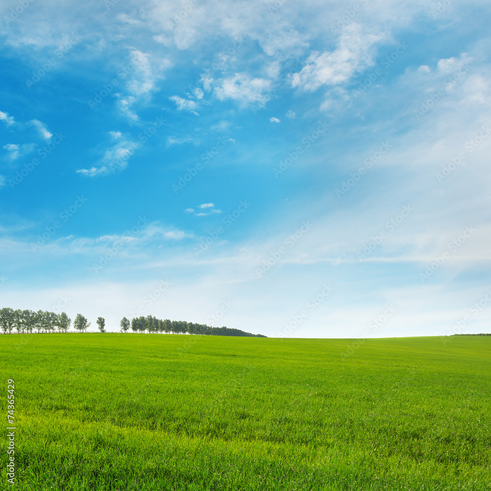 spring meadow and blue sky spring meadow and blue sky