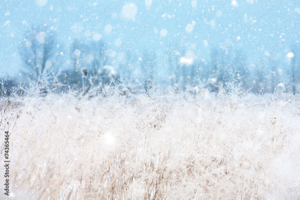 Seasonal backgrounds with snowfall over the meadow Seasonal backgrounds with snowfall over the meadow