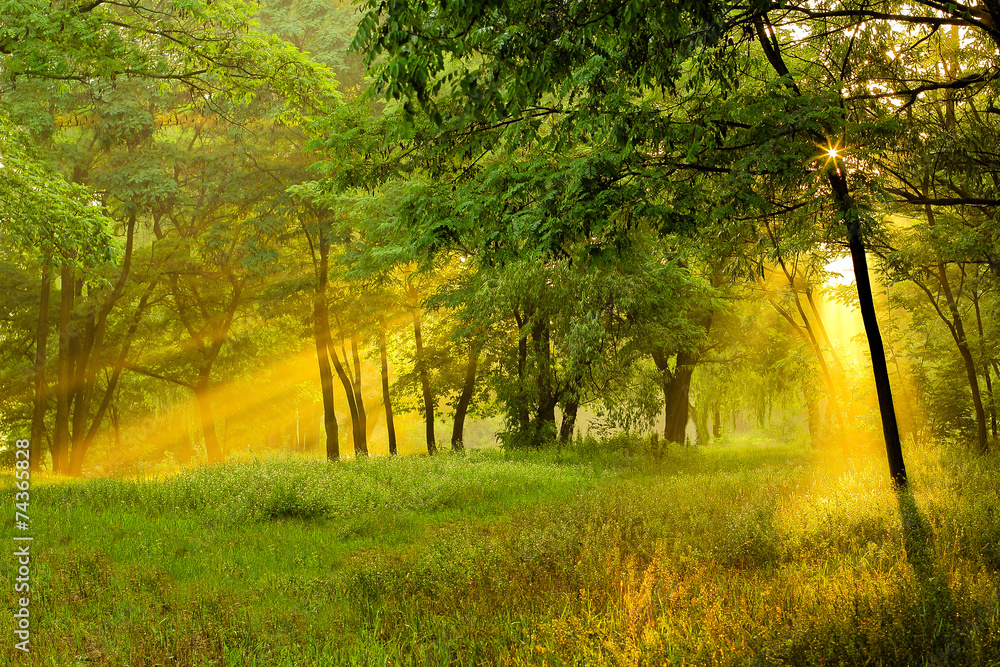The sun rays light through the trees The sun rays light through the trees