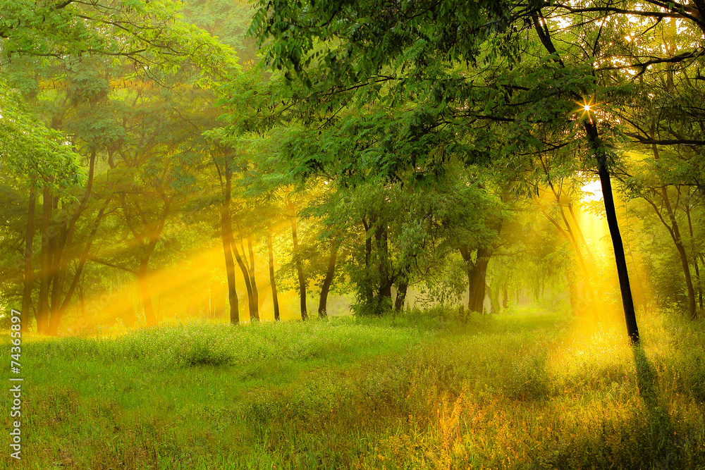 The sun rays light through the trees
