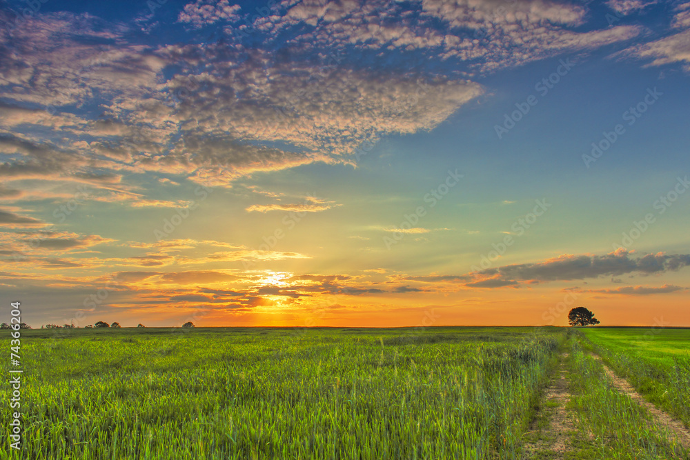 Picturesque sunset in the green wheat field