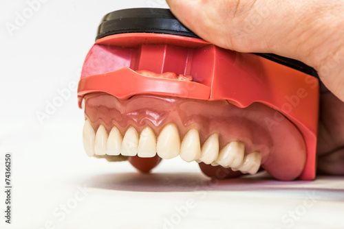 Dental dentures isolated on white