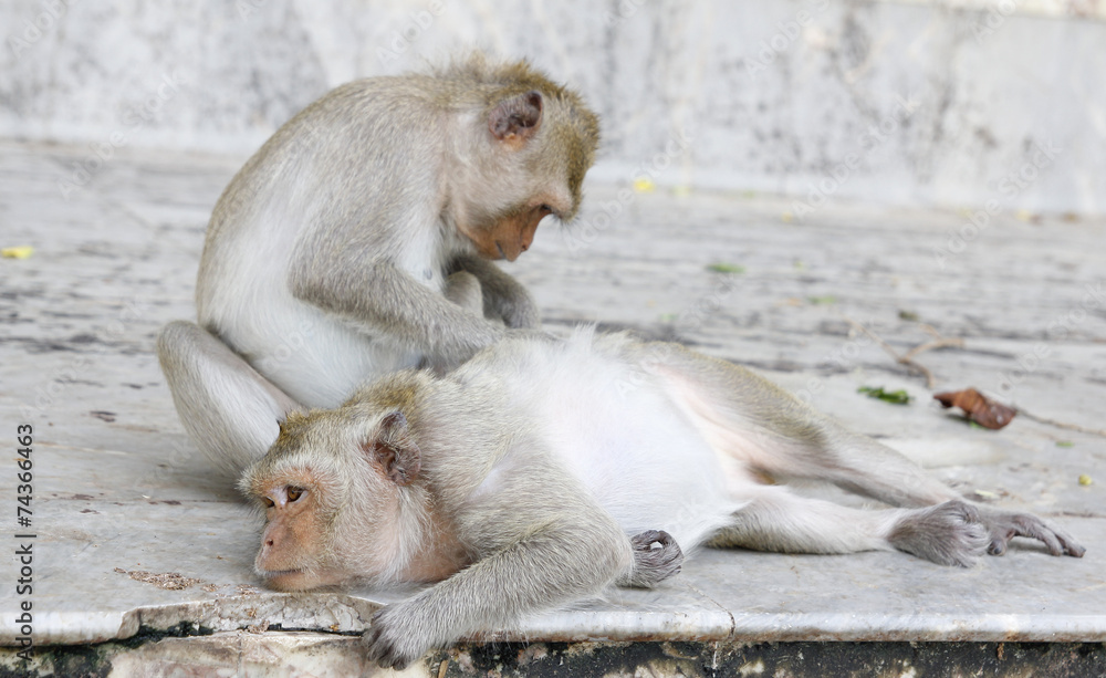 Monkey looking for fleas and ticks Monkey looking for fleas and ticks