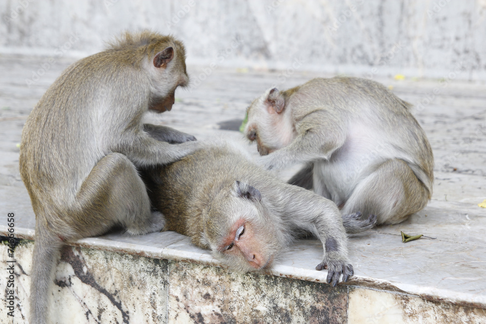 Monkey looking for fleas and ticks Monkey looking for fleas and ticks
