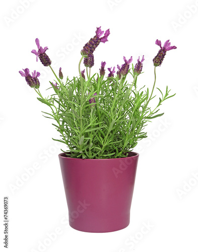 Fototapeta Naklejka Na Ścianę i Meble -  lavande papillon