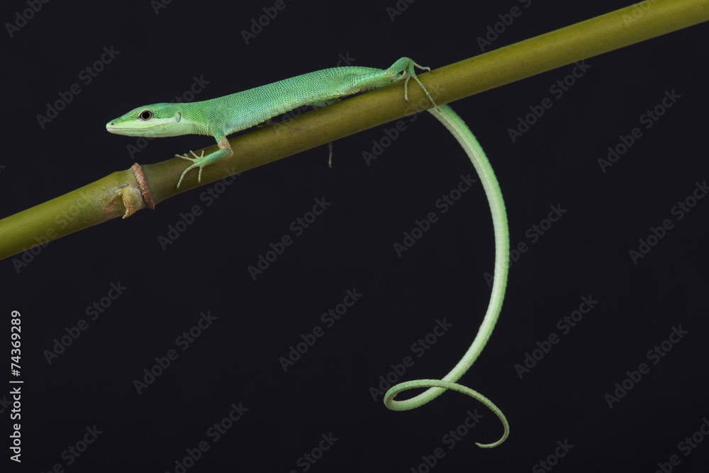 Fototapeta premium Emerald grass lizard / Takydromus smargadinus