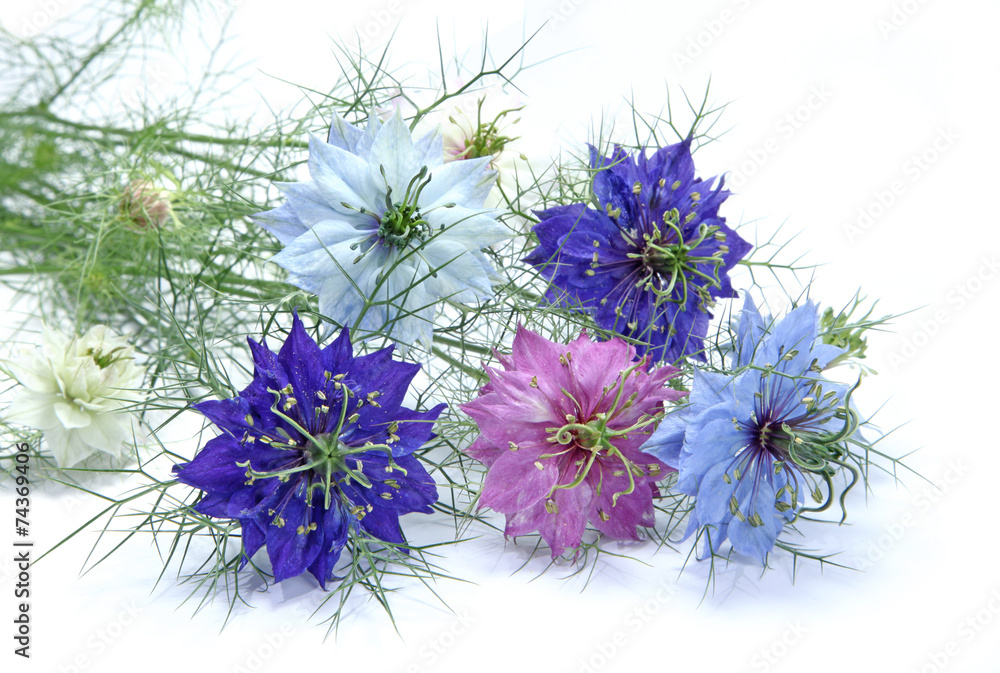 Fototapeta premium nigella z Damaszku