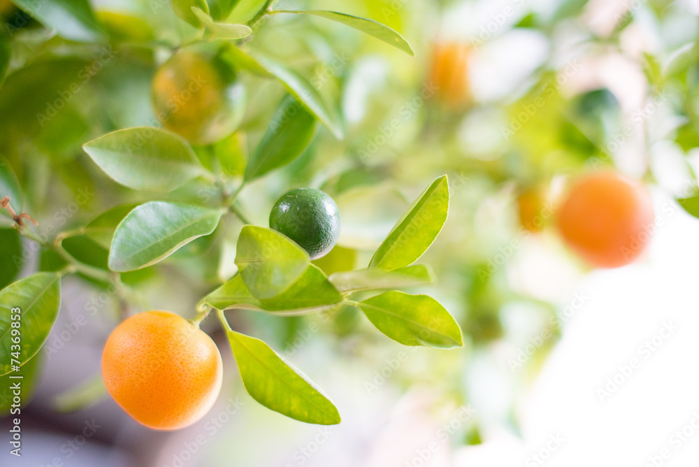 Mandarin