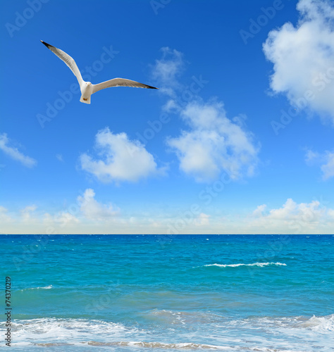 seagull flying over a blue shore