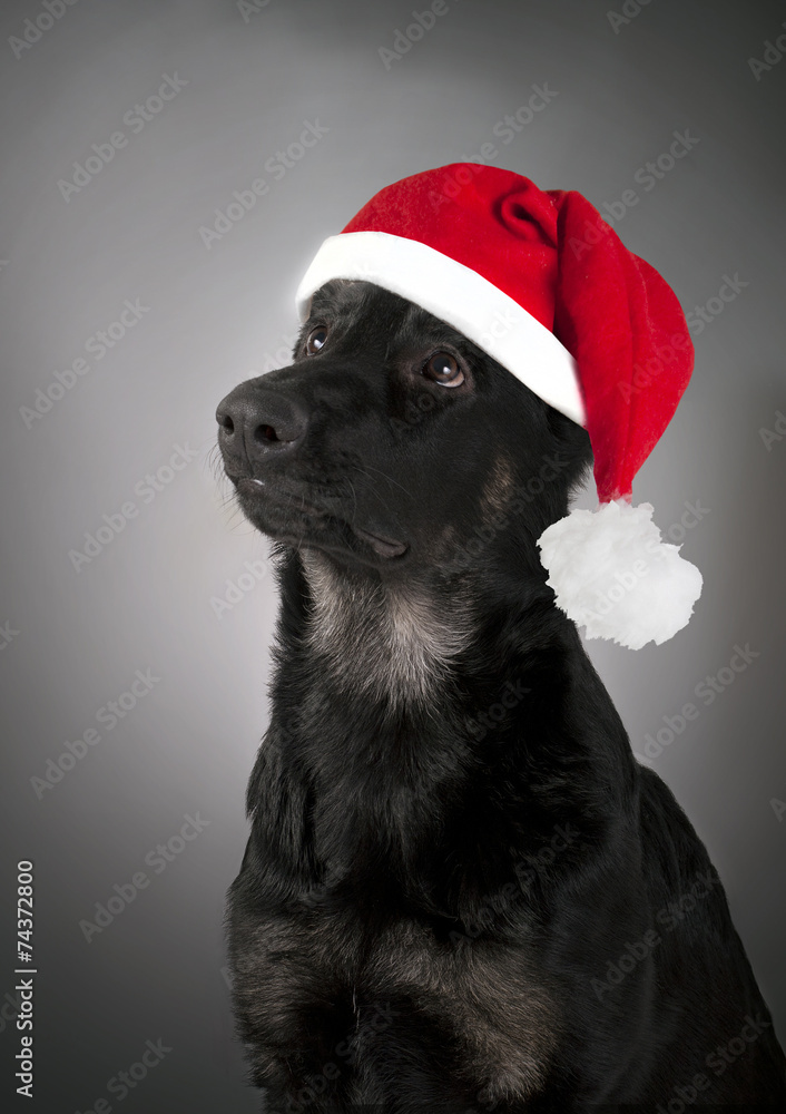 Dog Santa Claus Dog Santa Claus