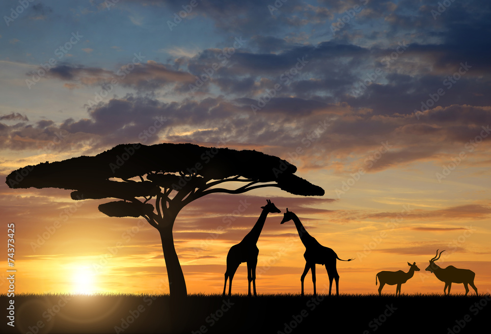 Obraz premium Żyrafy z Kudu o zachodzie słońca