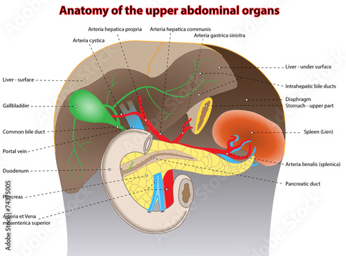 Anatomie - Organe des Oberbauches