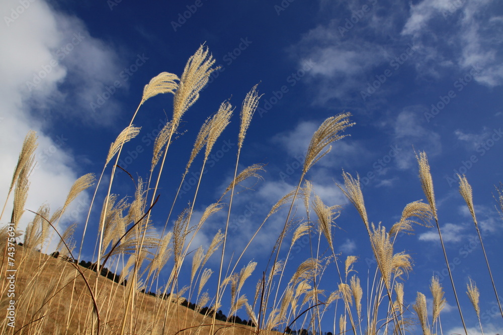 Obraz premium 秋空とすすき