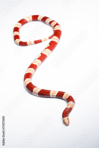 reptiles on white background