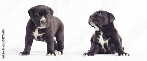 Black cane corso puppies