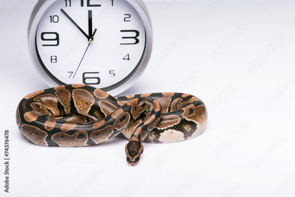 Obraz premium reptiles on white background