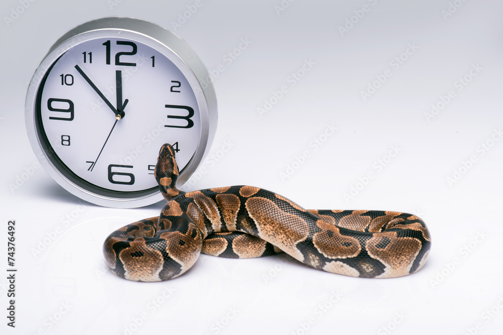 Naklejka premium reptiles on white background